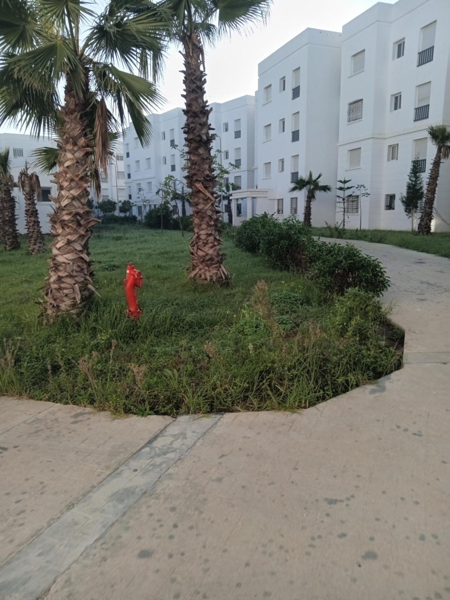 Aliance The Sea And The Forest Together * Tanger